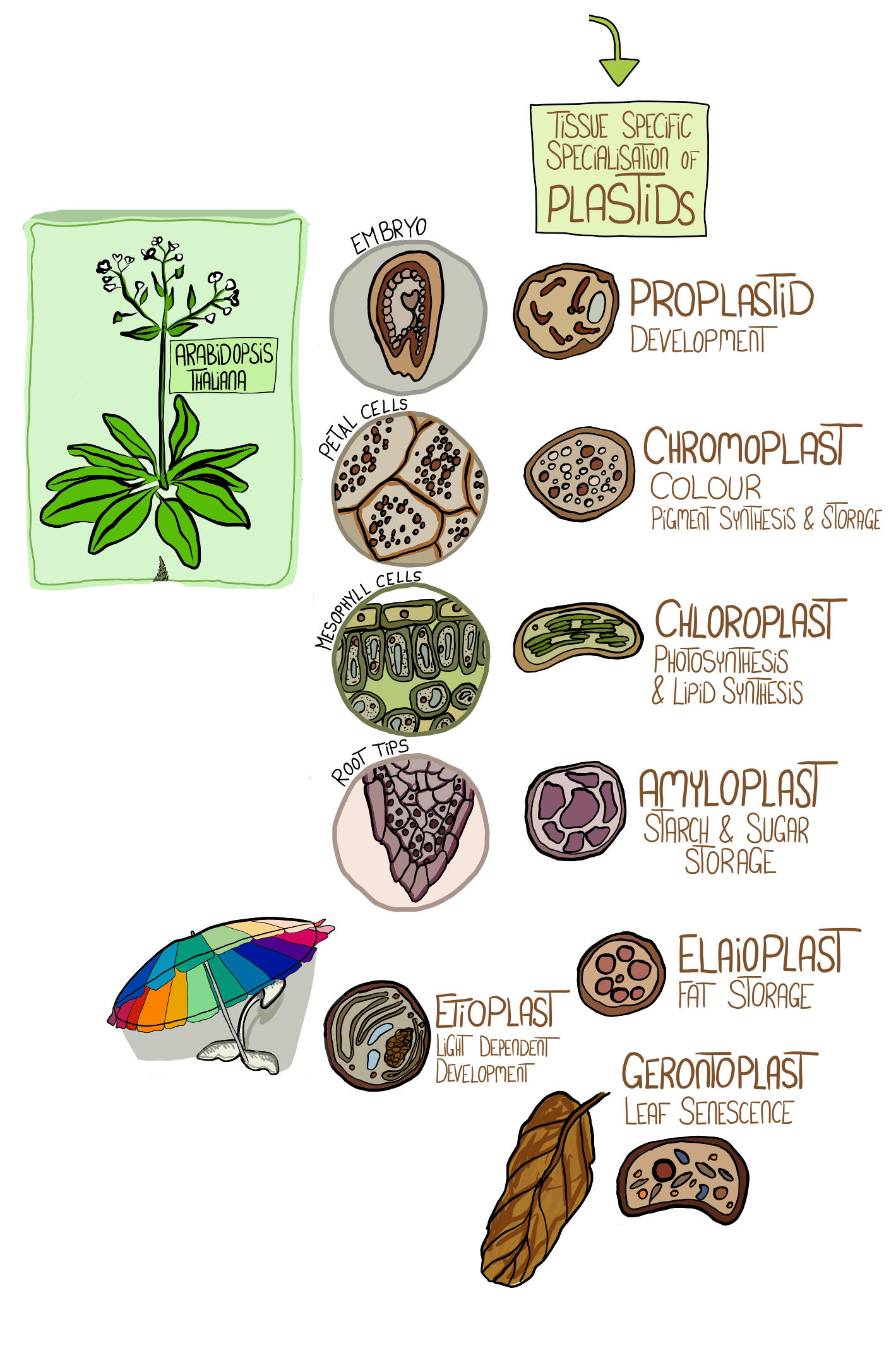 Simply Easy Learning