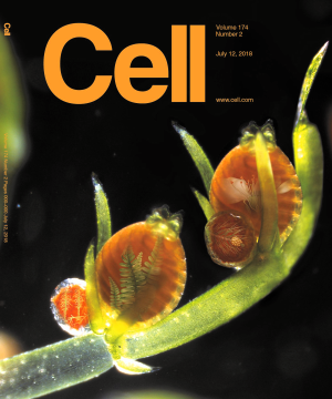 Chara with reproductive organs